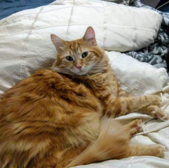 Meet your Posher, Emma - Picture 3 of 3